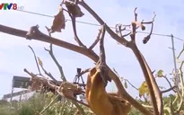 Vùng chuyên canh rau Đà Nẵng gặp khó khăn do xâm nhập mặn