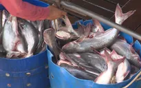 Giá cá tra xuống thấp kỷ lục