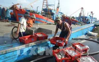 Gấp rút khắc phục IUU bằng nhiều giải pháp