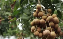 Về Hưng Yên ăn nhãn lồng, đặc sản nhãn tiến vua