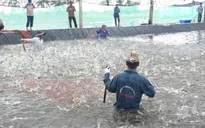 Người nuôi tôm Bạc Liêu phấn khởi vì có điện
