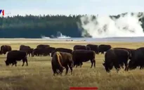 Mỹ: Bé gái 9 tuổi bất ngờ bị bò rừng hất tung