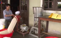 Mô hình trồng nghệ của phụ nữ vùng cao