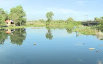 TP.HCM xử lý ô nhiễm xác heo chết trên kênh