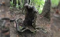 Cây "ma cà rồng" kì lạ ở New Zealand