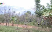 Nắng nóng gây thiệt hại trên diện tích thanh trà