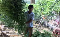 Phát hiện hàng trăm cây cần sa trong rẫy cà phê