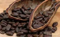 Giá cacao giảm mạnh
