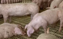 Giá lợn dự báo tăng mạnh vào nửa cuối năm