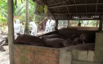 Bến Tre: Địa phương cuối cùng ở ĐBSCL xuất hiện dịch tả heo Châu Phi