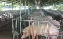 Nguồn cung thịt lợn từ nay đến cuối năm sẽ ra sao?