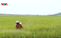Cảnh báo nguy cơ rầy lưng trắng di trú theo gió bão vào đất liền