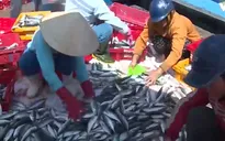 Thừa Thiên Huế: Ngư dân chưa đăng ký truy suất nguồn gốc thủy sản