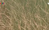 Quảng Nam thêm nhiều diện tích bỏ hoang do hạn mặn