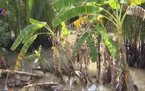 Sạt lở đe dọa hàng ngàn ha cây ăn trái tại Sóc Trăng
