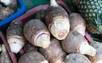 Trúng mùa, được giá khoai môn vụ Hè Thu