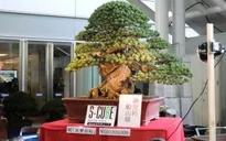 Kích thước nhỏ, tại sao Bonsai luôn dẫn đầu về giá trong thế giới cây cảnh?