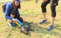 Cuộc đua kỳ thú - Tập 1: Đỗ Mỹ Linh - Xuân Tiền nhận làm "bố mẹ" dỗ dành chú heo con