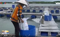 Cá chết trắng Long Sơn, người dân điêu đứng