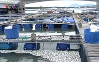 Cá chết hàng loạt trên sông Chà Và