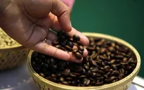 Giá cà phê Robusta trên sàn ICE London tăng nhẹ