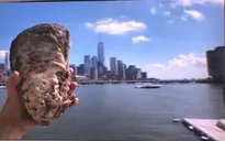 New York làm sạch biển bằng 1 tỷ con hàu