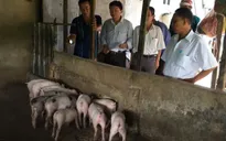 Doanh nghiệp chủ động nguồn cung khi dịch tả lợn diễn biến phức tạp