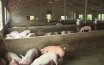 Bà Rịa - Vũng Tàu: Phát hiện thêm nhiều ổ dịch tả lợn châu Phi