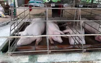 Xem xét kỷ luật cán bộ thú y Đồng Nai cấp giấy kiểm dịch cho lợn nhiễm dịch tả châu Phi