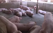 Nguy cơ tiềm ẩn lây lan dịch tả lợn châu Phi từ thức ăn thừa