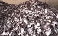 “Thủ phủ” xuất khẩu mực khô gặp khó