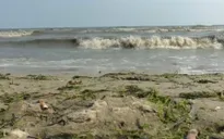 Mỹ: 21 bãi biển đóng cửa vì tảo độc