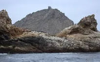 Kế hoạch xóa sổ chuột trên đảo Farallon