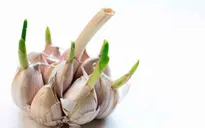 Ăn tỏi mọc mầm vẫn an toàn