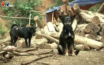 Đắk Lắk: Thêm một trường hợp tử vong do bệnh dại