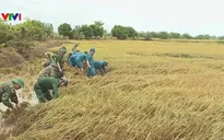 Lực lượng vũ trang Đăk Lăk giúp người dân thu hoạch hoa màu sau mưa lũ