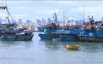 Chi phí chuyến biển tăng, nhiều tàu cá nằm bờ ở Nam Trung Bộ