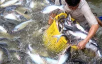 Tháo gỡ khó khăn cho xuất khẩu cá tra
