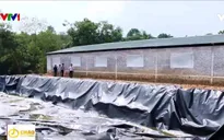 Ô nhiễm từ trại nuôi lợn ở Ba Vì, Hà Nội: Khắc phục xong chỗ này vẫn còn chỗ khác