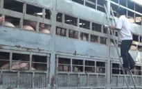 Hà Nội: 180 xã tái phát dịch tả lợn châu Phi
