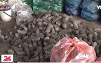 Long An: Nông dân điêu đứng vì nông sản mất giá