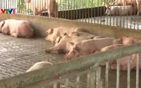 Cuộc chiến chống dịch tả lợn châu Phi đã có bước tiến mới nào?