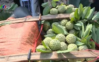 Hàng hoá tồn đọng do Trung Quốc ngừng thu mua