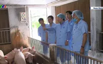 Kiểm soát dịch tả lợn châu Phi từ chế phẩm sinh học