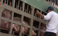 Ninh Thuận quyết liệt ngăn ngừa dịch tả lợn châu Phi