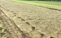Quang Tri struggles to deal with prolonged drought