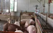 Giá thịt lợn hơi tăng mạnh