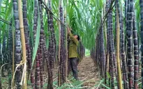 Cơ hội cho cho ngành mía đường khi xóa bỏ thuế quan ASEAN