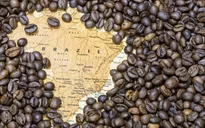 Xuất khẩu cà phê Brazil tăng mạnh trong tháng 7/2019