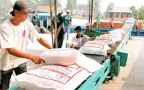 Giá gạo Việt Nam đi xuống do nhu cầu từ Trung Quốc giảm mạnh